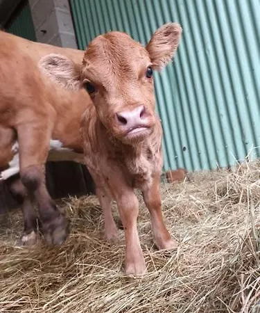 La Mini Ferme Normande