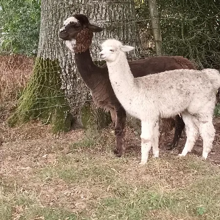 La Mini Ferme Normande * Juignettes